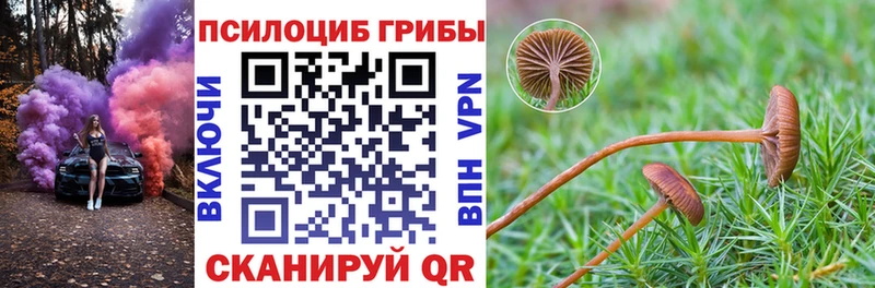 закладки  Сасово  Псилоцибиновые грибы Psilocybe 